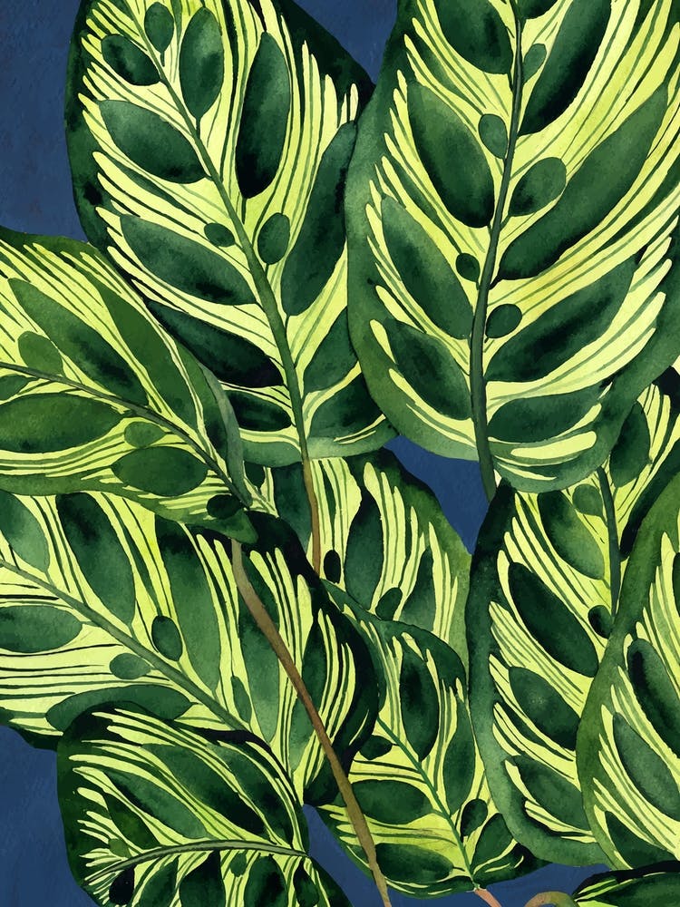 Calathea Peacock Plant