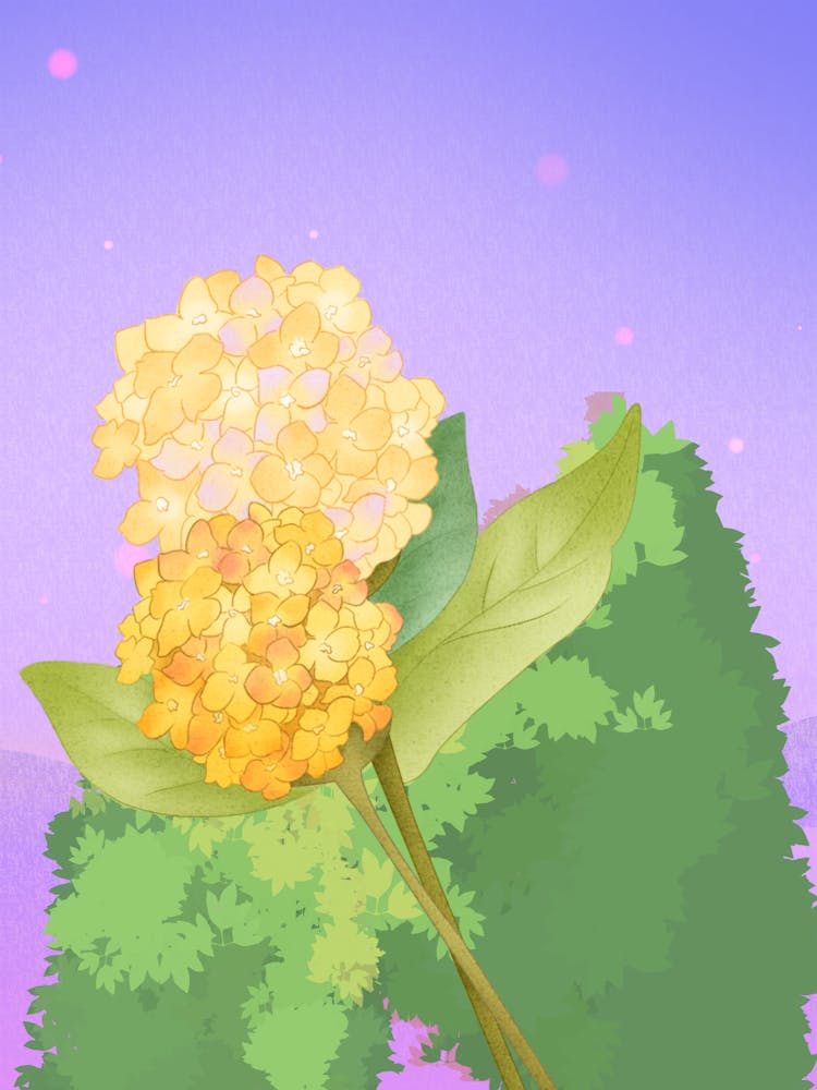Hydrangea 1