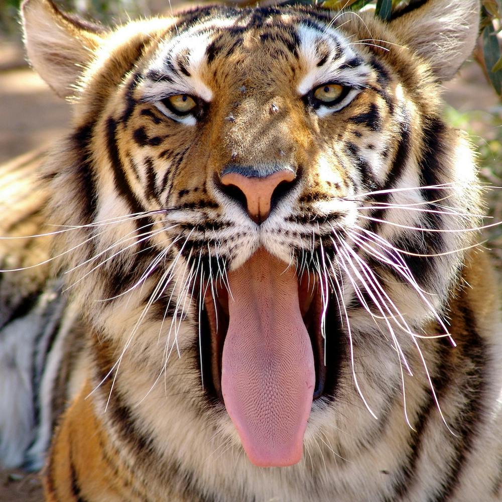 Tiger Face II