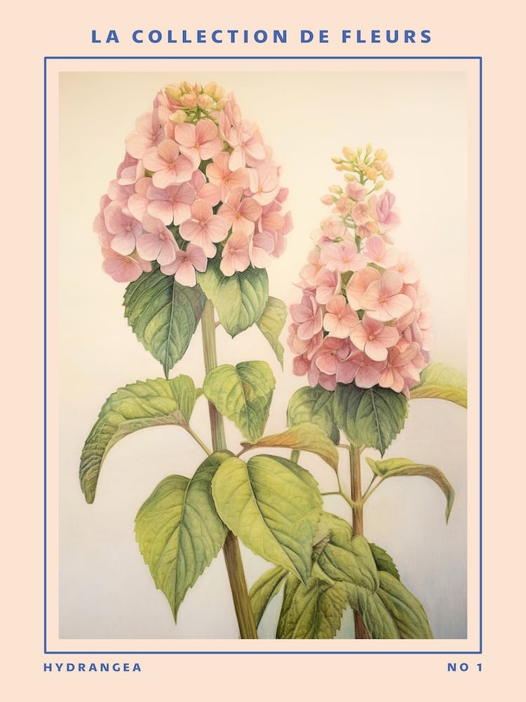 Hydrangea French Flower Botanical Poster