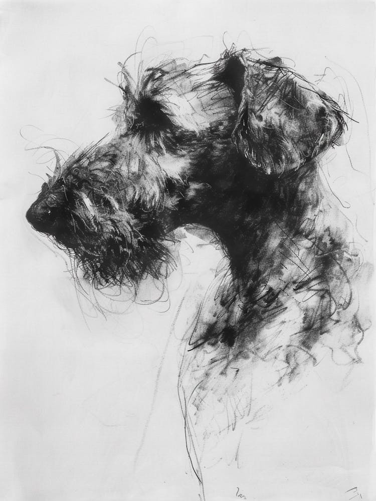 Bedlington Terrier Dog Charcoal Line 3