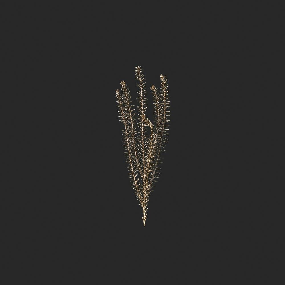 Delicate Gold Fynbos Botanicals On Black Square