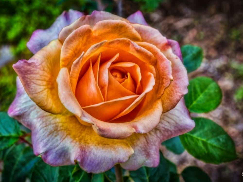 Orange Rose