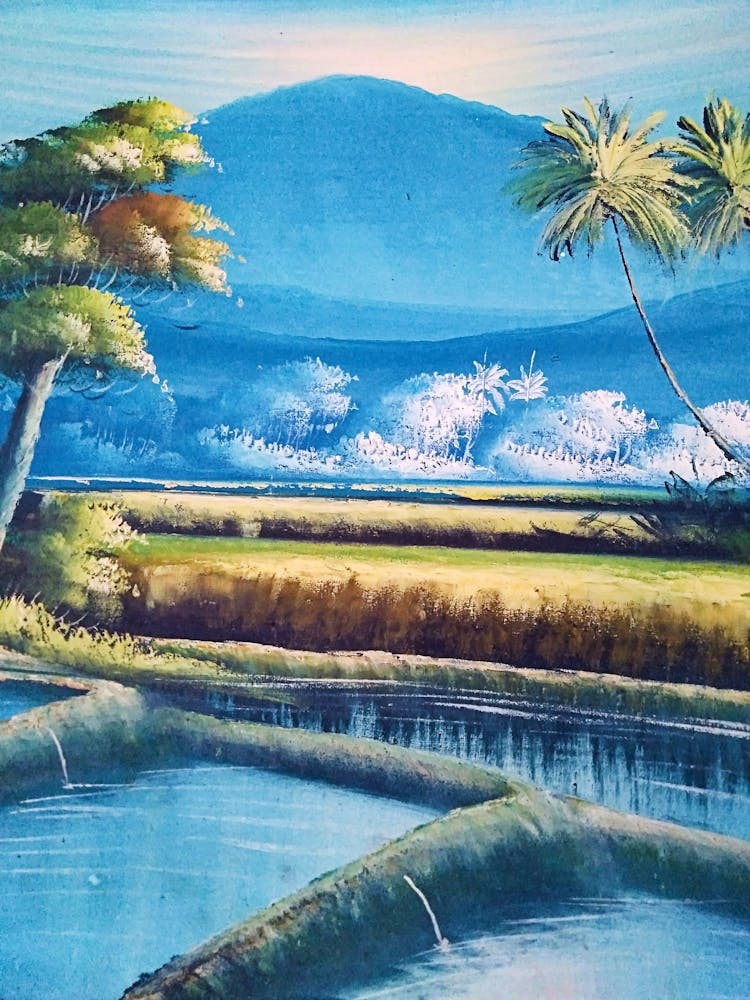 Rice Fields 1