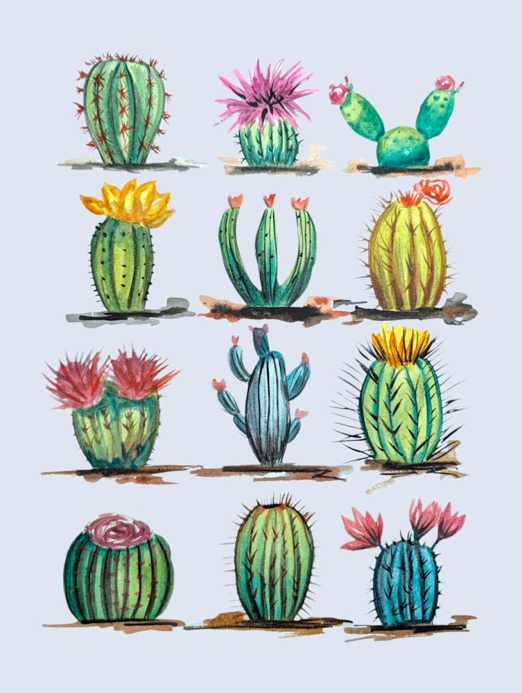 Cactuses Succulent Plant Watercolour Illustration Botanical