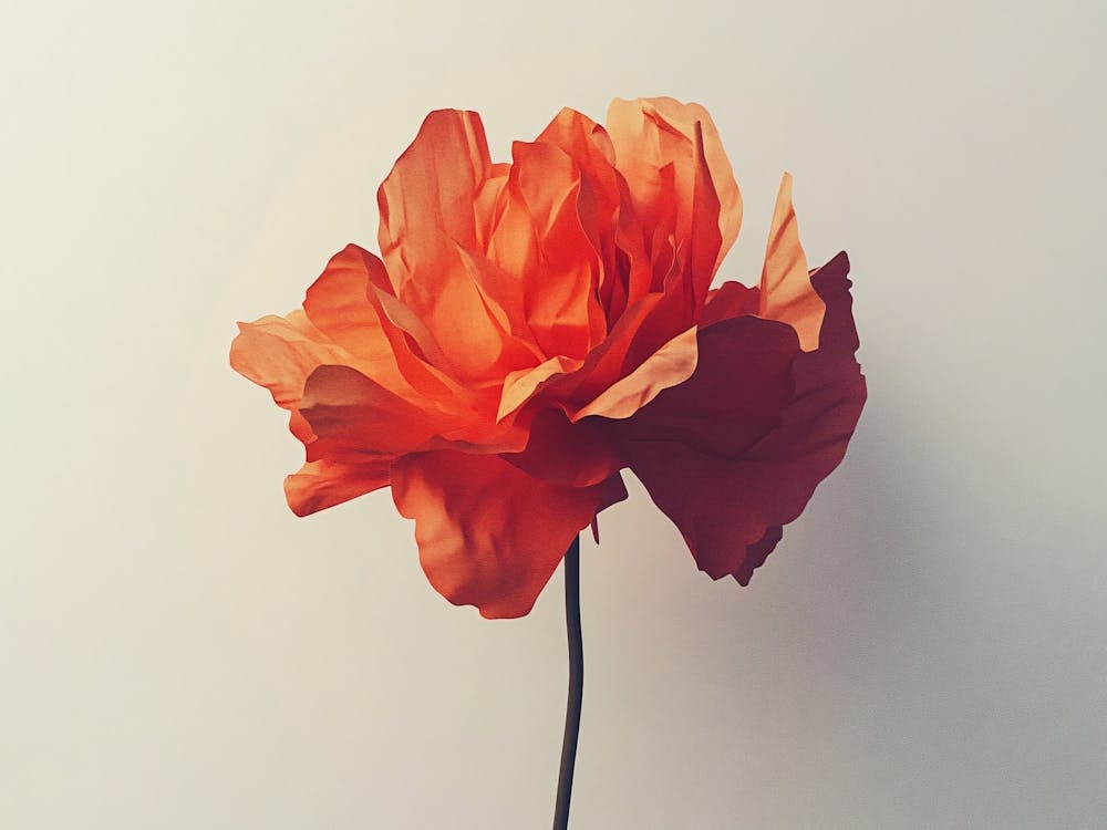 Orange Poppy Flower