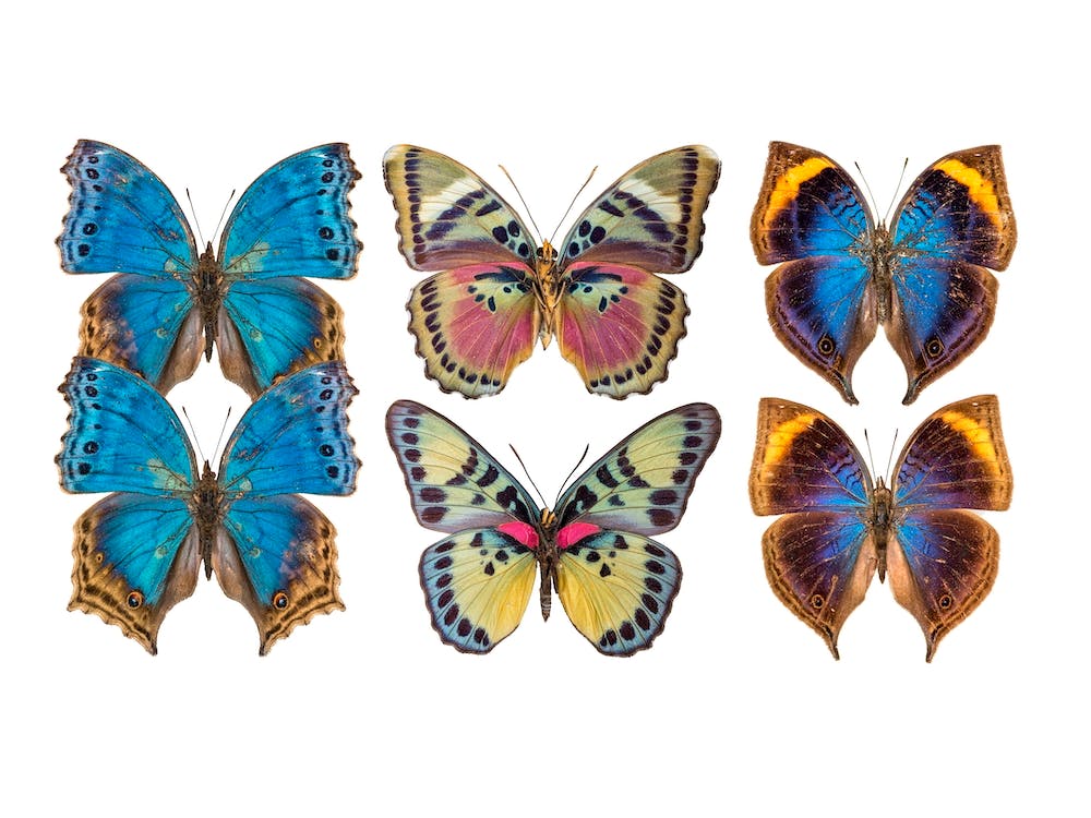 Collection Of Six Butterflies Blue