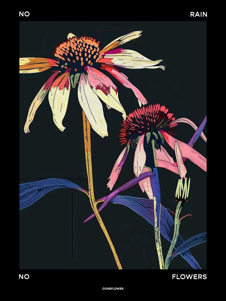 No Rain No Flowers Poster Coneflower 3