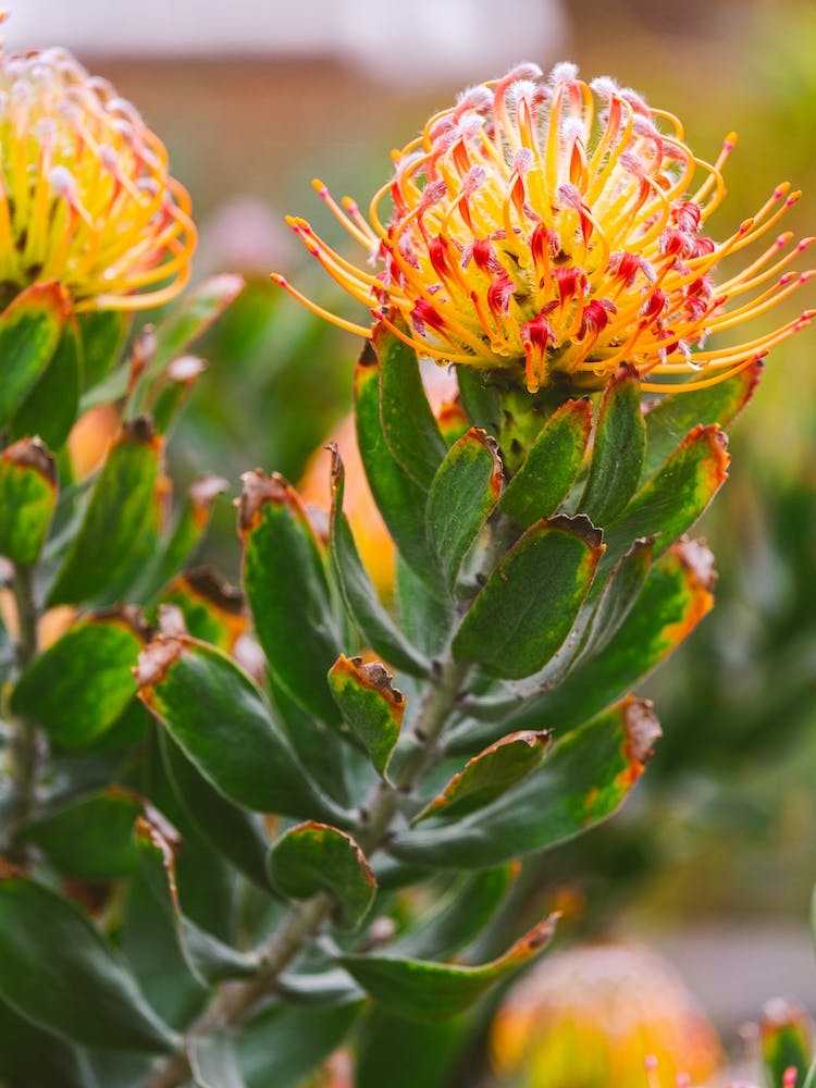 Sherbert Botanicals