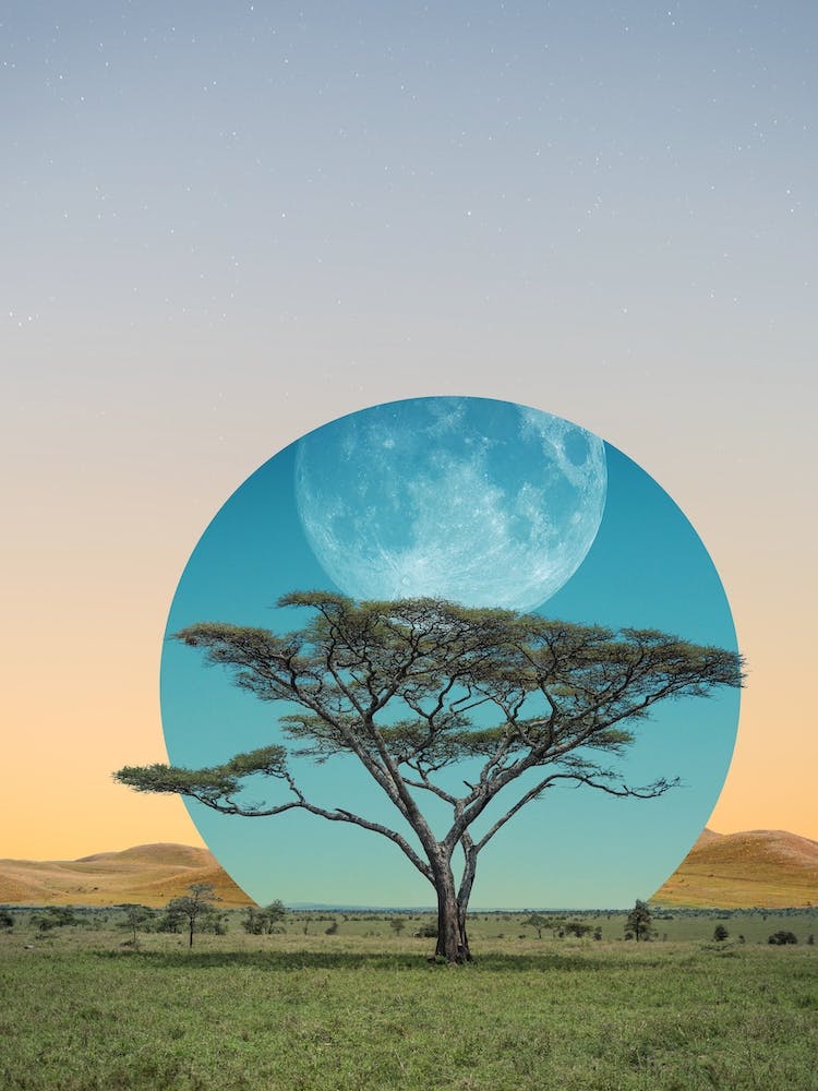 Moon Tree