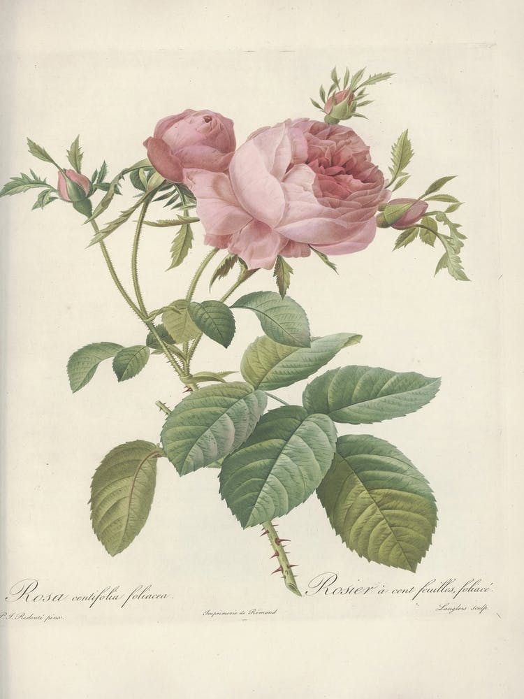 Rose Illustration, Pierre Joseph Redoute(103)