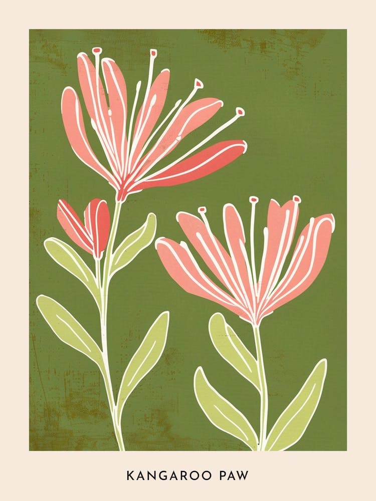 Pink & Green Kangaroo Paw 2 Flower Poster
