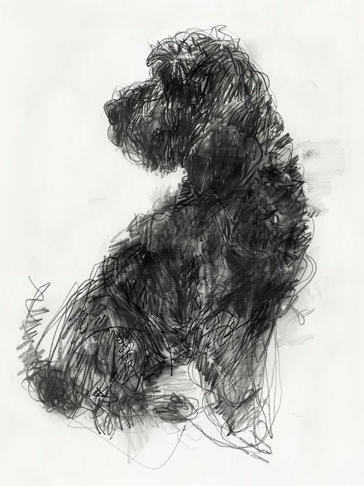 Spanish Water Dog Dog Charcoal Line 1