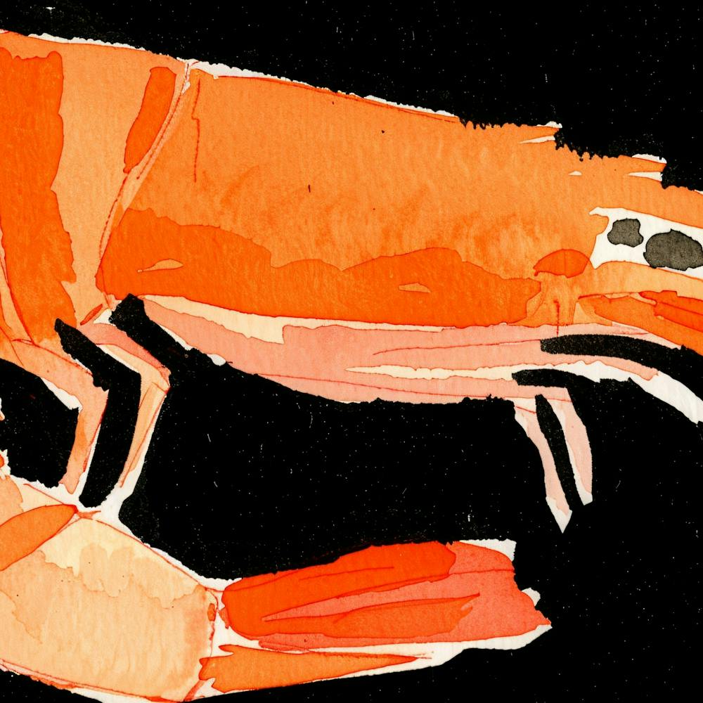 Shrimp