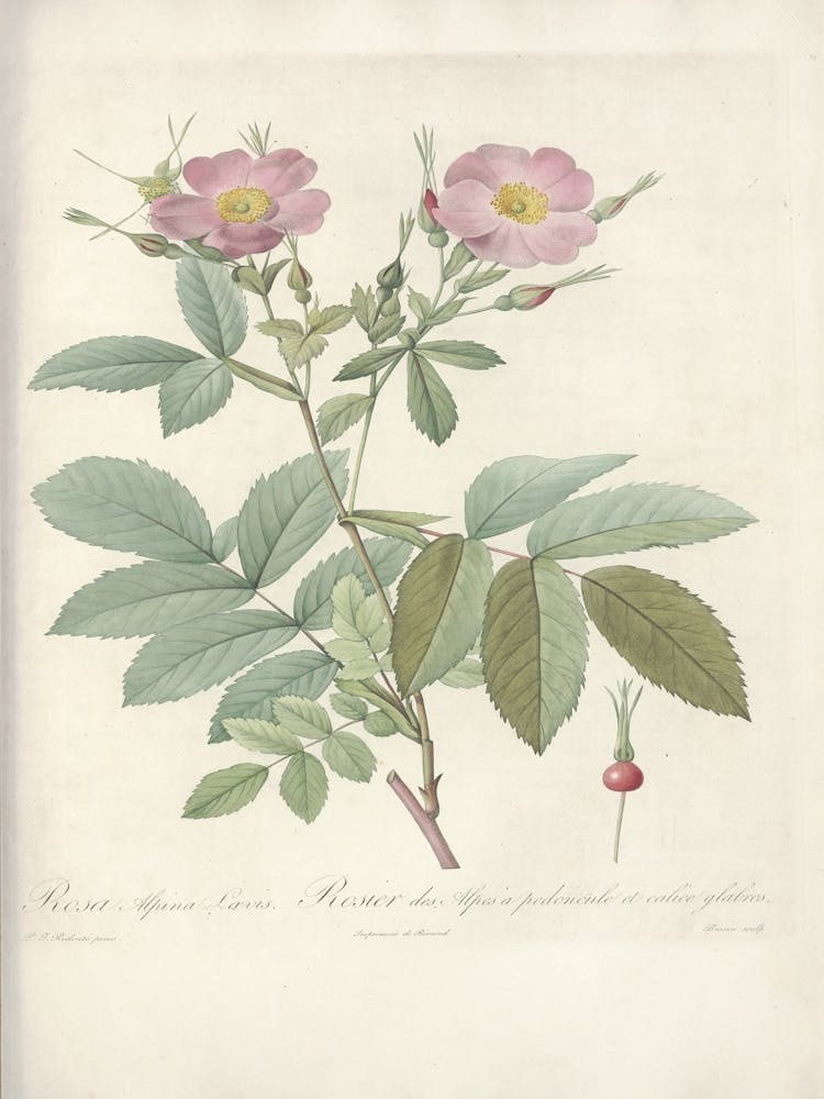Rosenillustration, Pierre Joseph Redoute, Pierre Joseph Redoute (118)