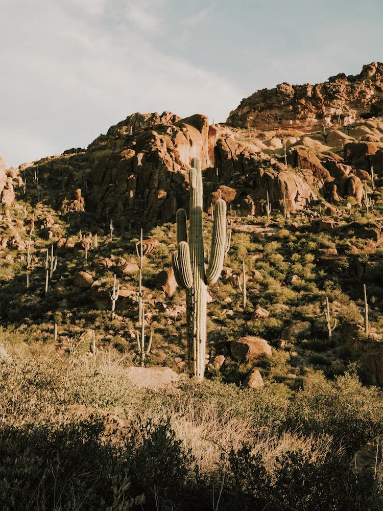Saguaro In Mountain