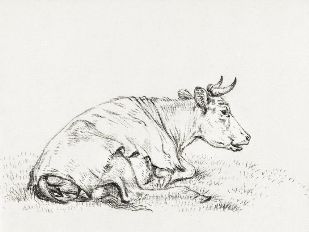 Lying Cow, To The Right, Jean Bernard