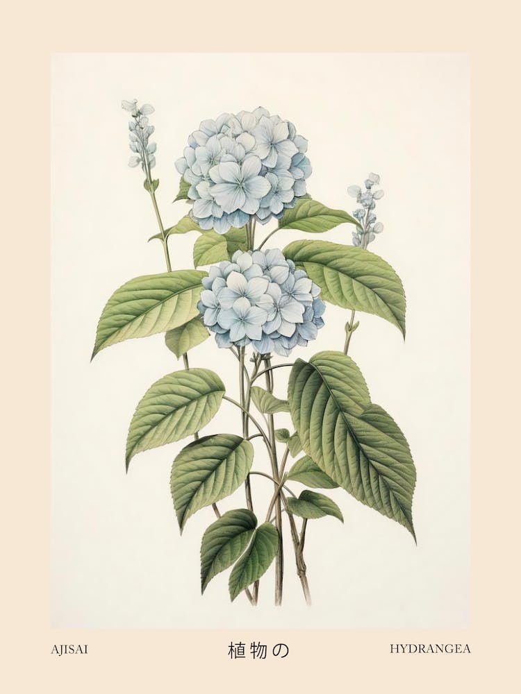 Ajisai Hydrangea 2 Vintage Japanese Botanical Poster