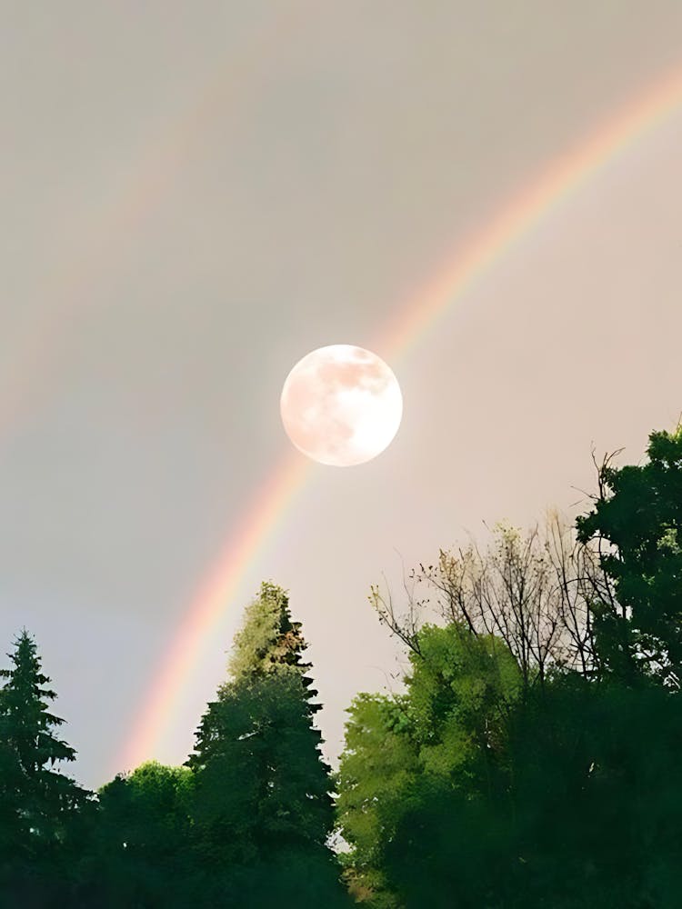 Pleine Lune Sur Les Arbres