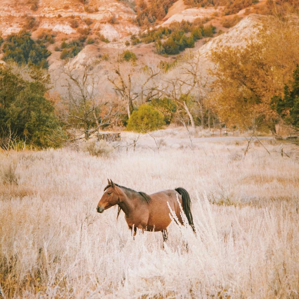 Brown Horse In Desert