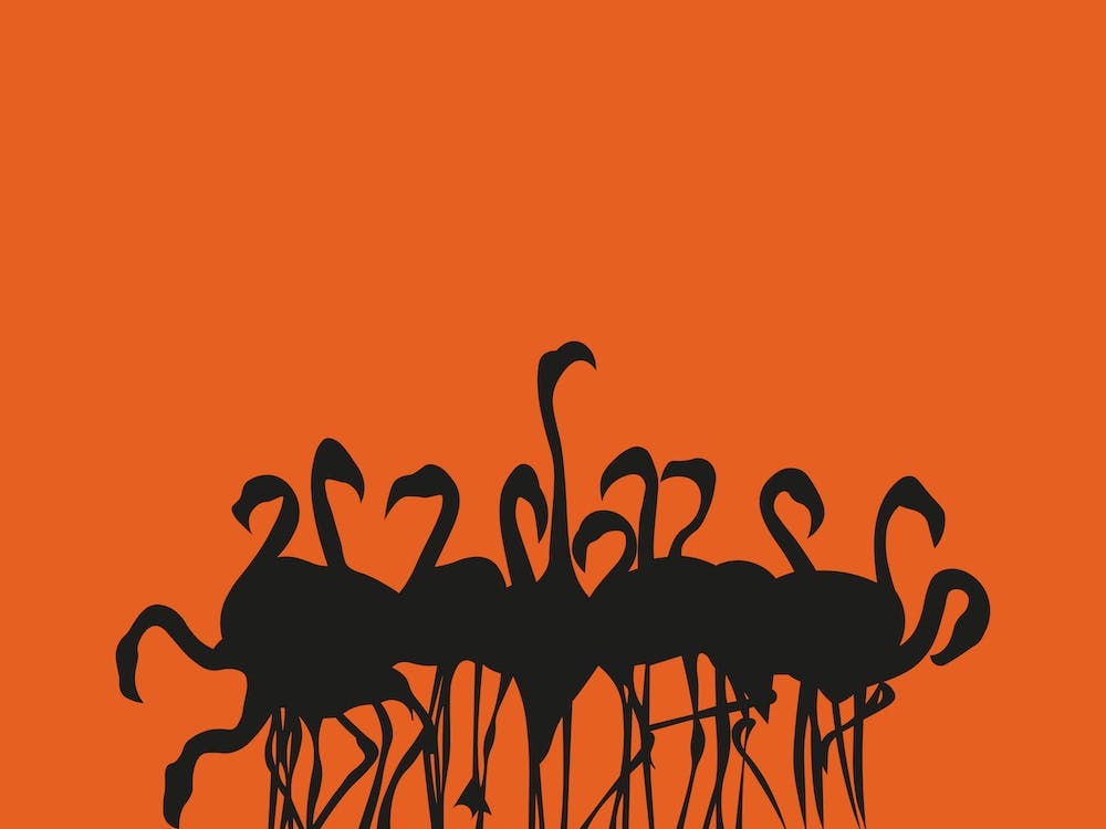 Flamboyance Orange