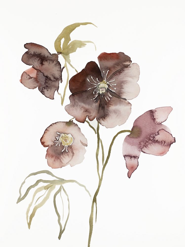 Hellebore 15