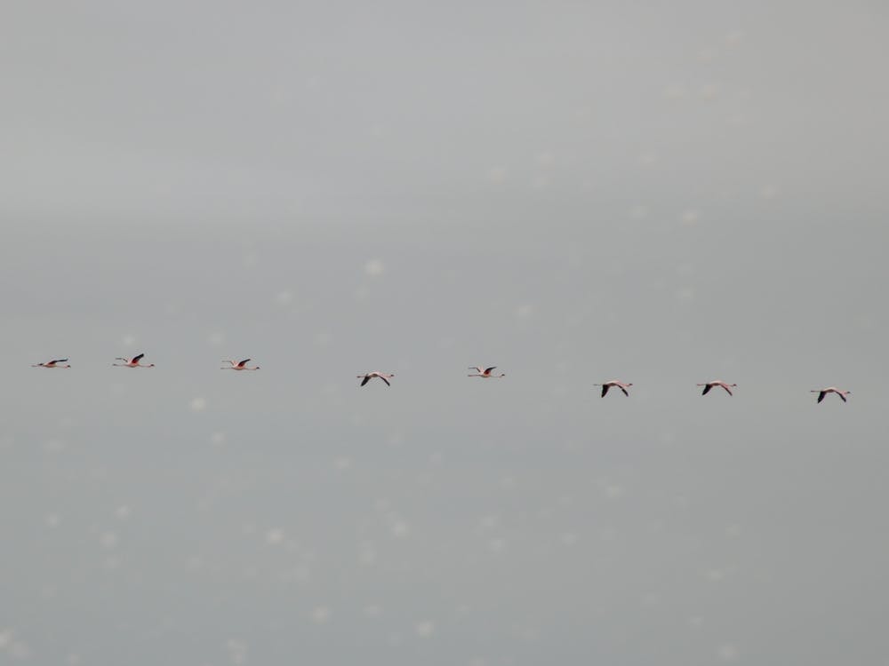 Flamingos Flying High in Namibia