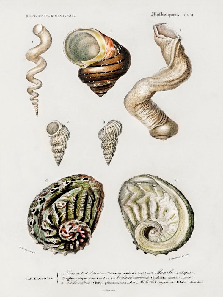Different Types Of Mollusks, Charles Dessalines D'Orbigny 8