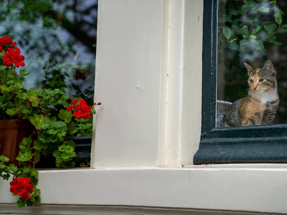 Meow in Amsterdam