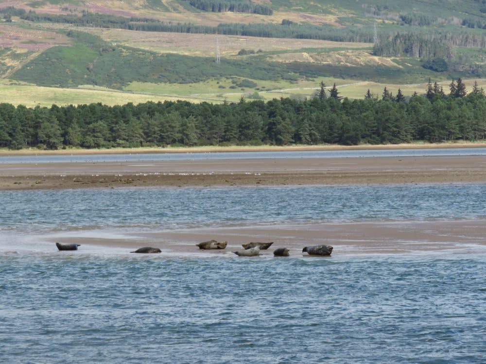 Seals On The Beach in Scotland  Countryside