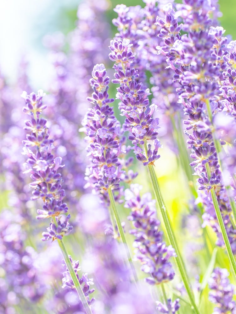 Purple Lavender Field