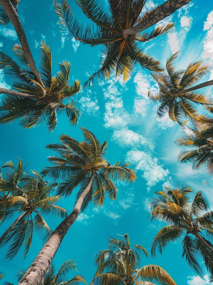 Palm Trees In The Sky 1