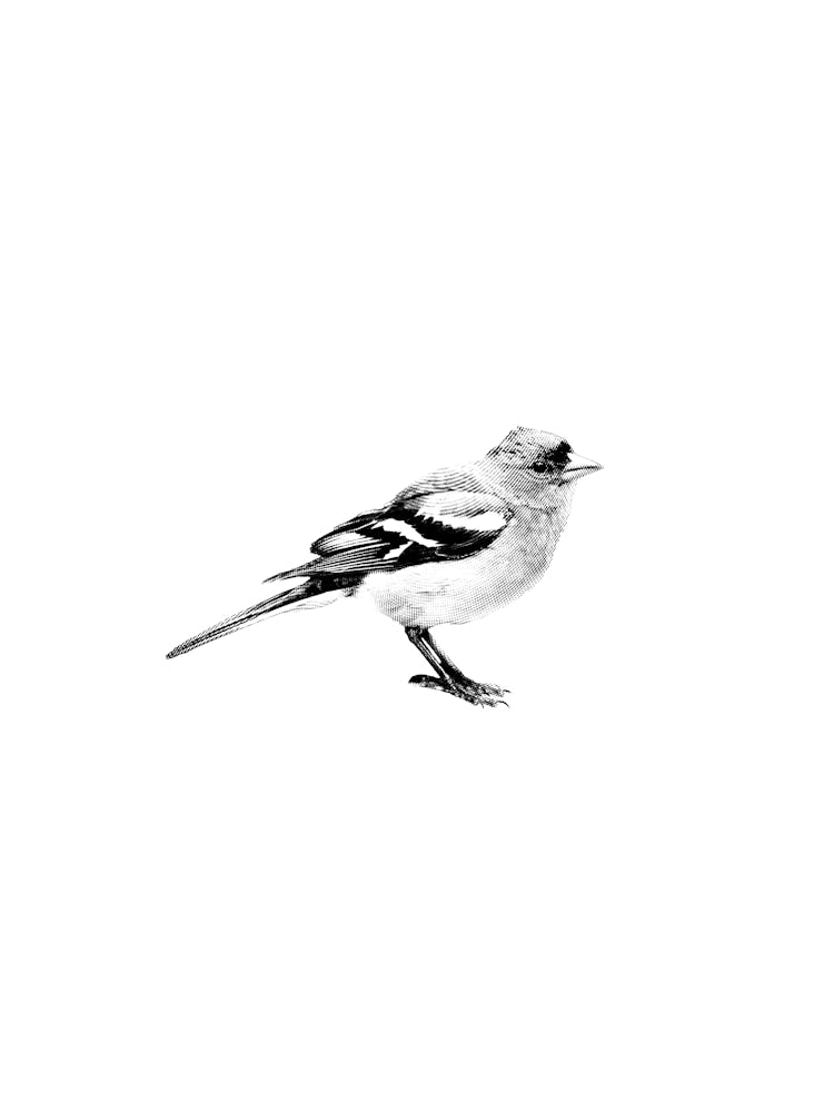 Vogel Schwarz und Weiß