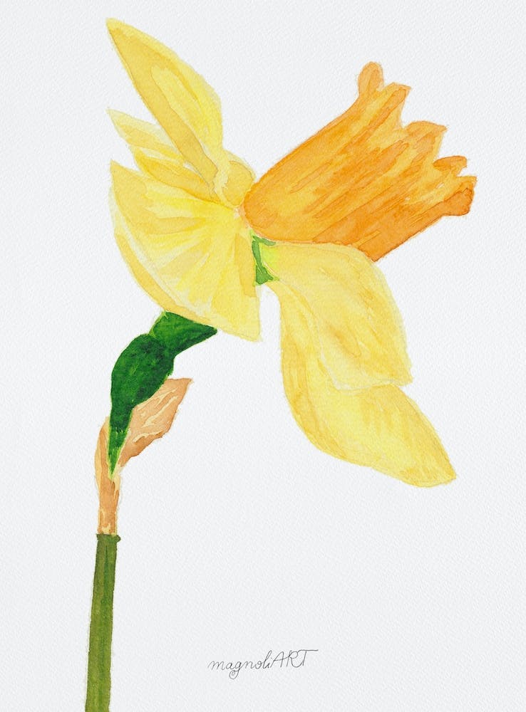 Daffodil 10