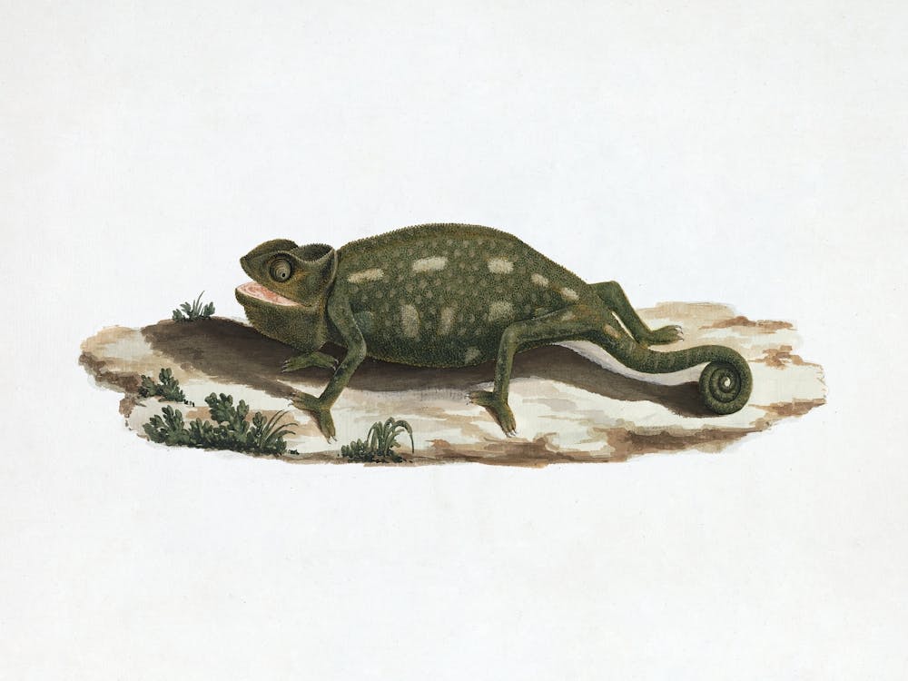 Unidentified Chameleon (1737–1770), Luigi Balugan