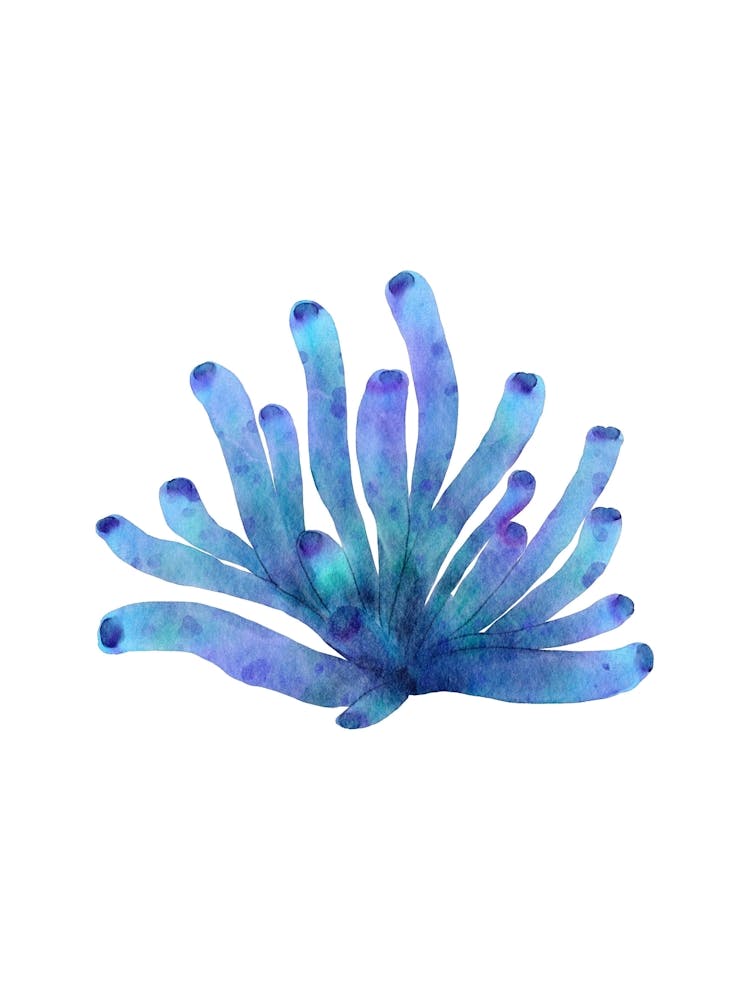 Blue Sea Anemone