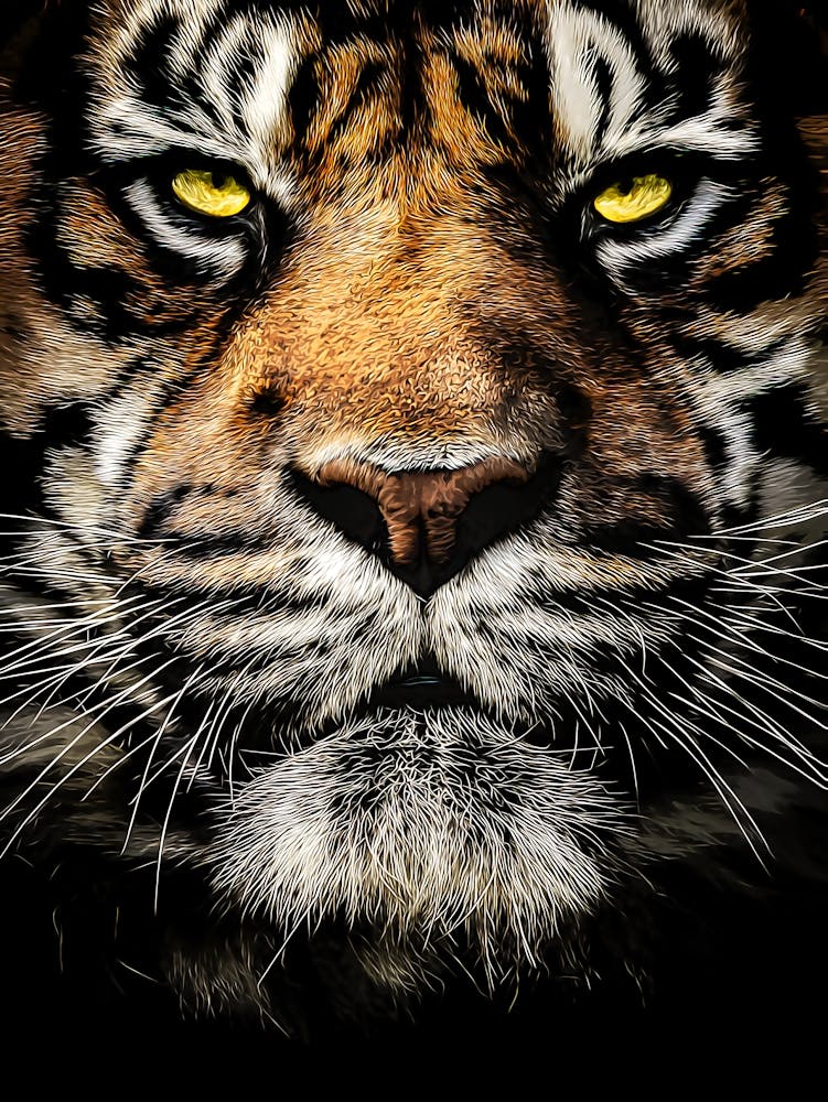 Close Up Portrait Of A Tiger