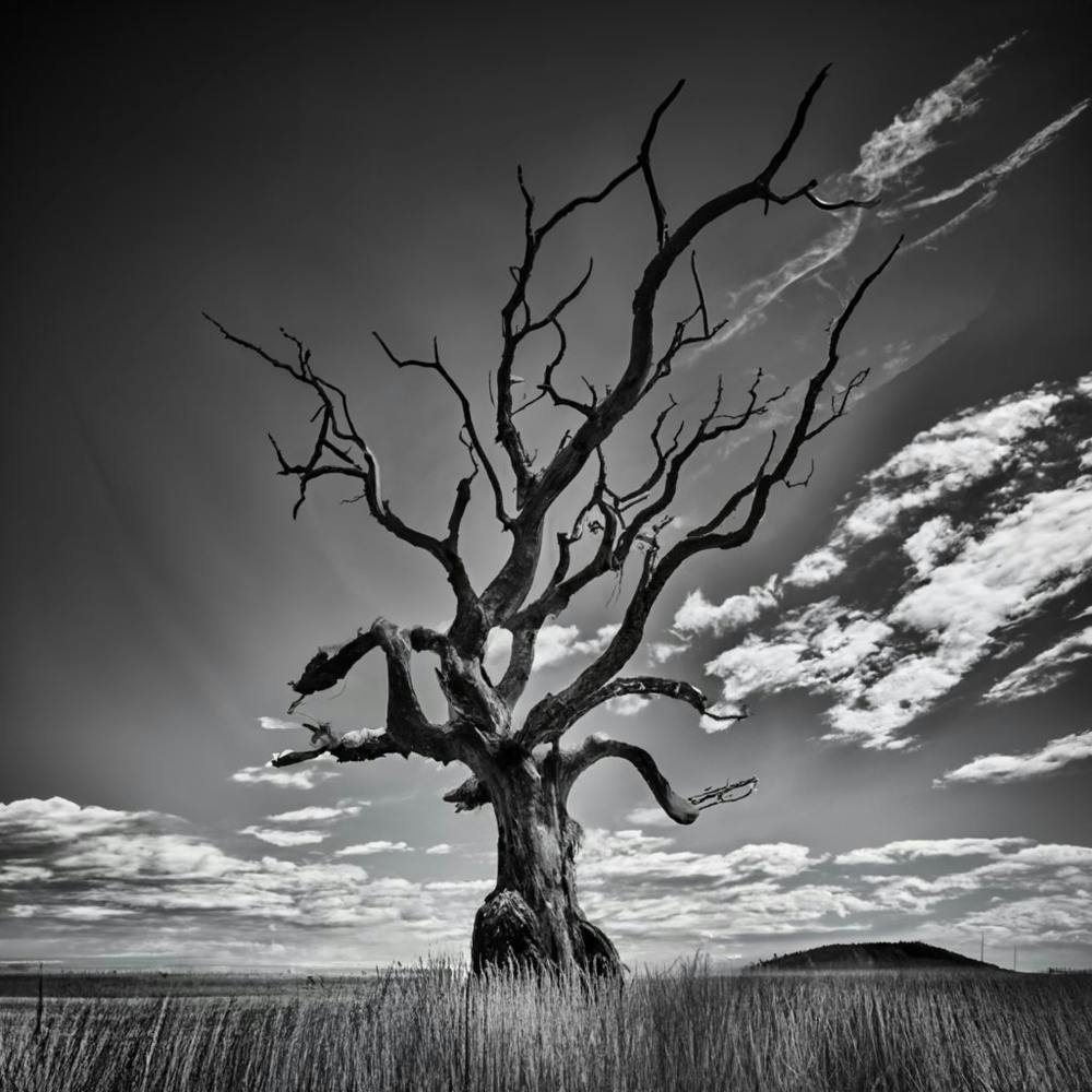 Dead Tree