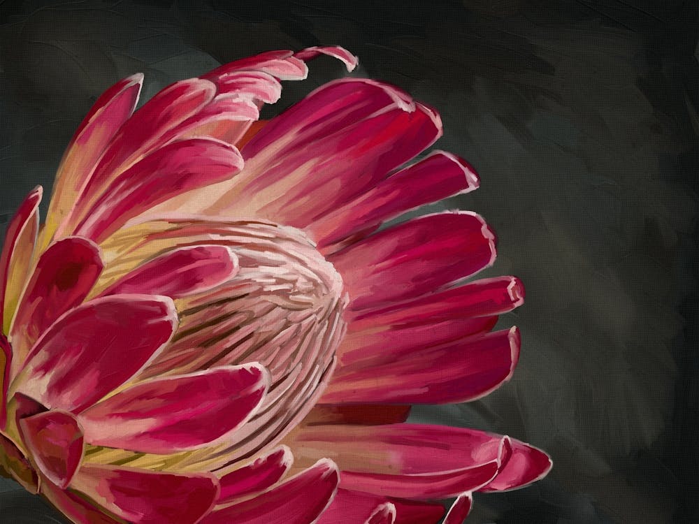 Pink Protea