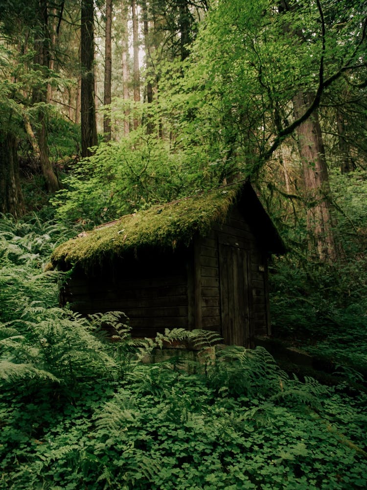 Forest Shack