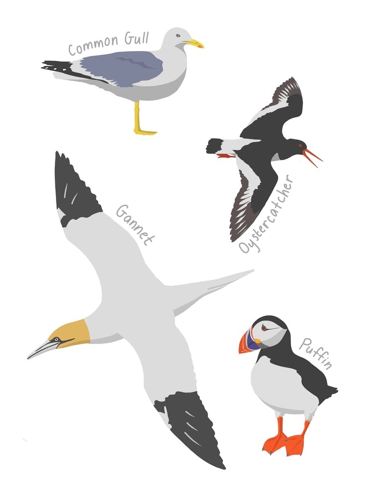 Sea Birds