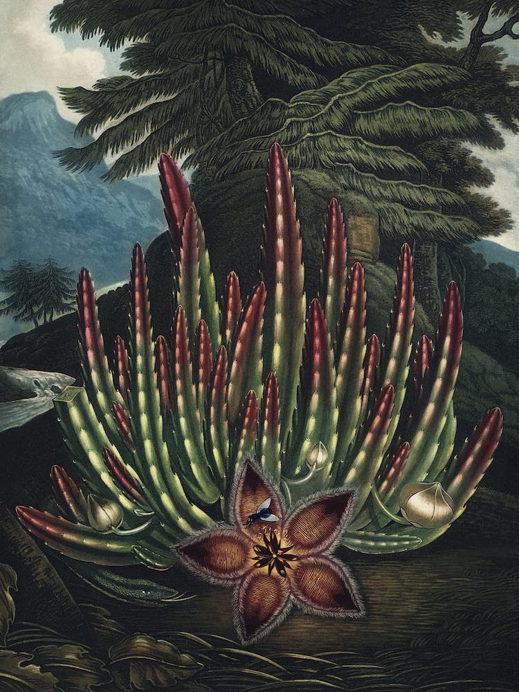 Vintage Thornton 2 Maggot Stapelia