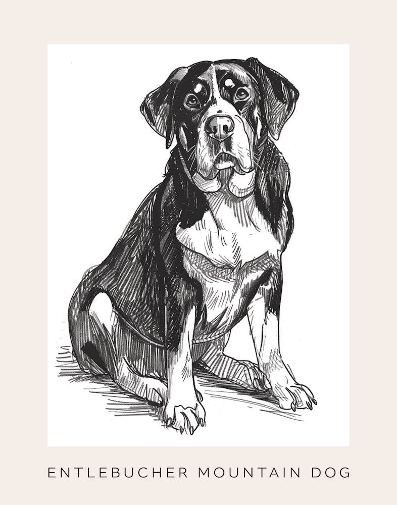 Entlebucher Mountain Dog Line Sketch 2 Poster