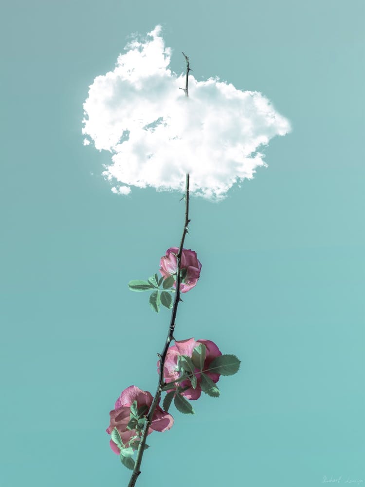 A Rose Branch With Thorns Reaching For The Sky Through The Clouds