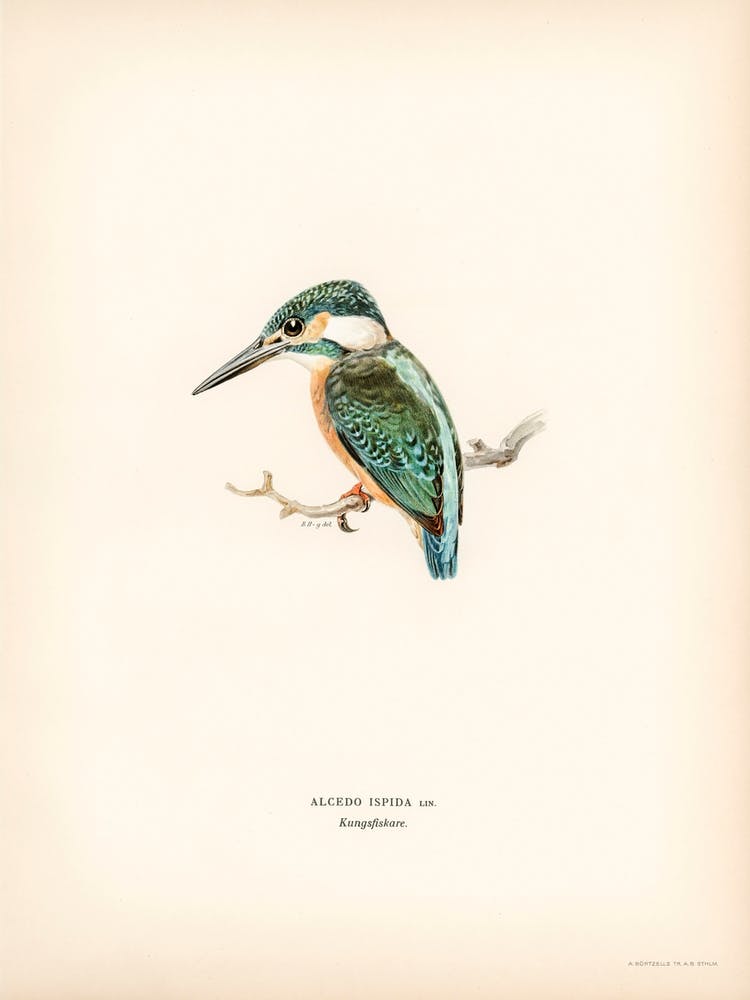 Alcedo Ispida, The Von Wright Brothers