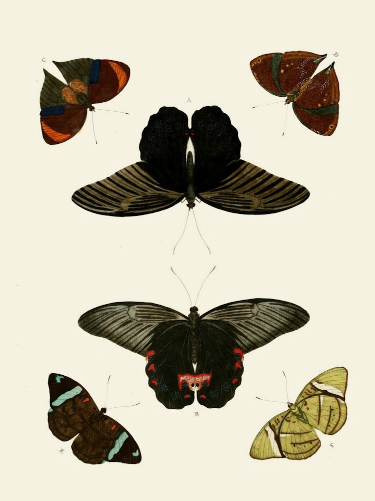 Butterflies And Moths 2