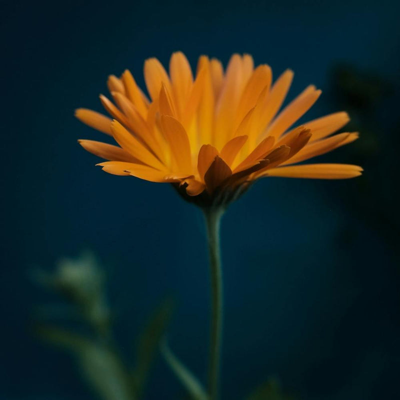 Orange Flower On Blue Square