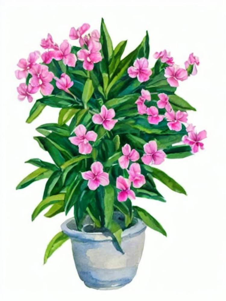 Plante d'Oléandre (Nerium Oleander) Aquarelle