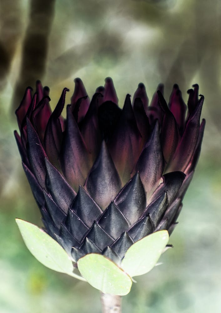 King Protea 01