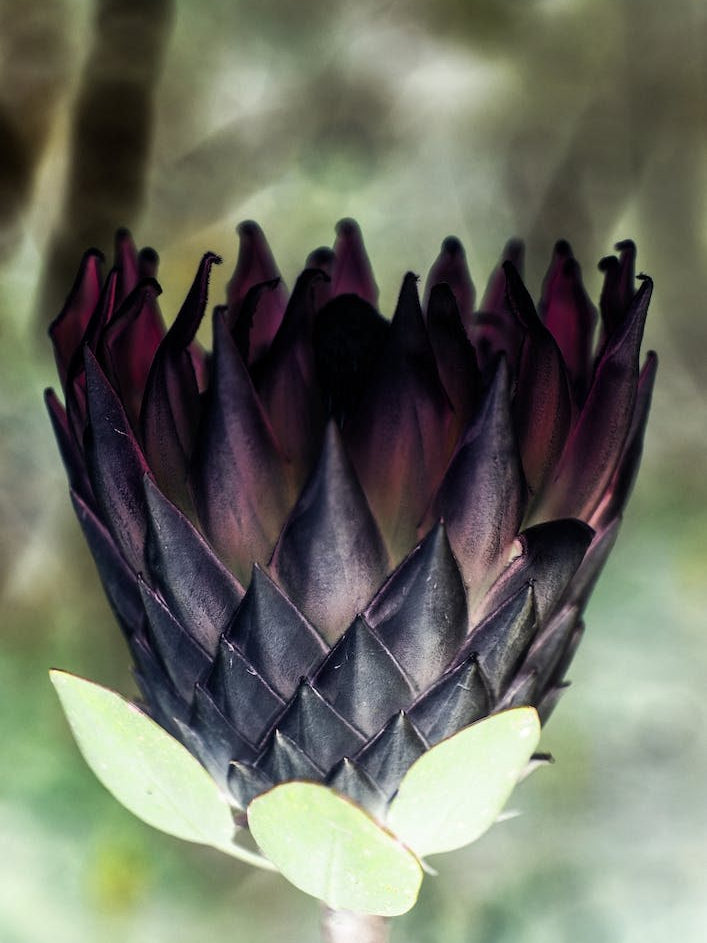 King Protea 01